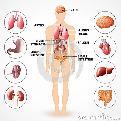 Human Anatomy Organs Vector Illustration