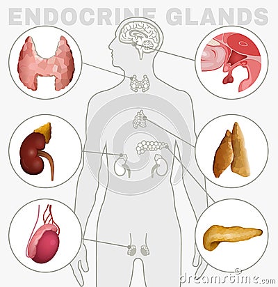 Endocrine Glands Image Vector Illustration