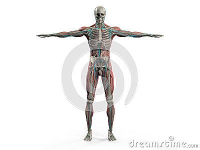 Human anatomy showing front full body, head, shoulders and torso Stock Photo