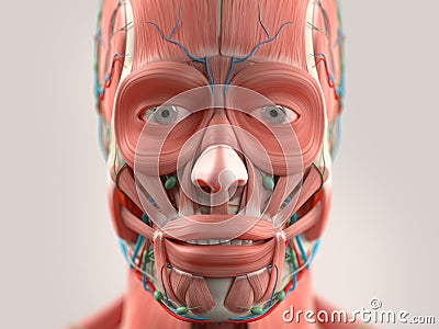 Human anatomy showing head, face, eyes. Stock Photo