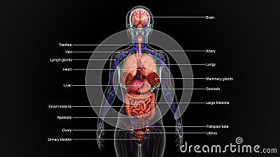 Human Anatomy Stock Photo