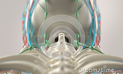 Human anatomy, unique view of spine, vertebrae and skull. Stock Photo