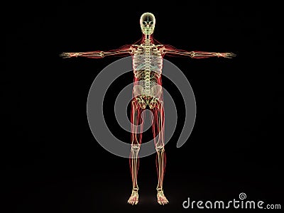 Human Anatomy x ray 3d render on black Stock Photo