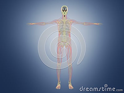 Human Anatomy x ray 3d render on blue Stock Photo