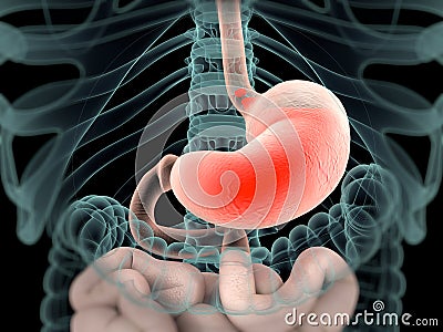 Human anatomy xray-like view of abdomen and intestines showing acid reflux. Stock Photo