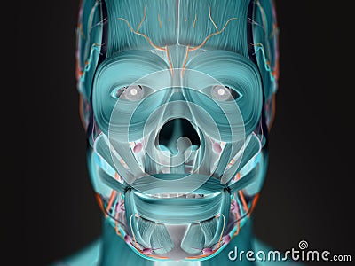 Human anatomy xray-like view of face. Stock Photo