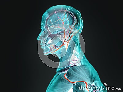 Human anatomy xray-like view of profile. Stock Photo