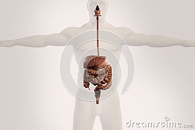 Human anatomy xray view of digestive system, on light background. Stock Photo