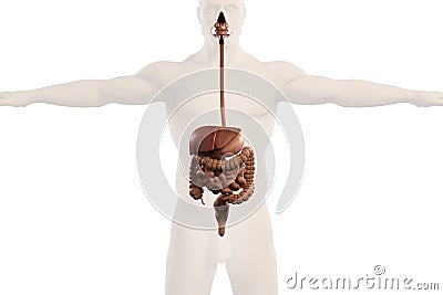 Human anatomy xray view of digestive system, on plain white background. Stock Photo