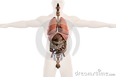 Human anatomy xray view of intestines, on plain whit Stock Photo