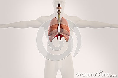Human anatomy xray view of respiratory system, on light background. Stock Photo