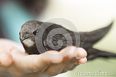 Bird in woman hand outdoors on nature. Stock Photo