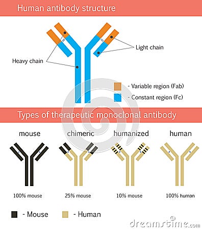 Human antibody structure with therapeutic monoclonal antibodies Vector Illustration