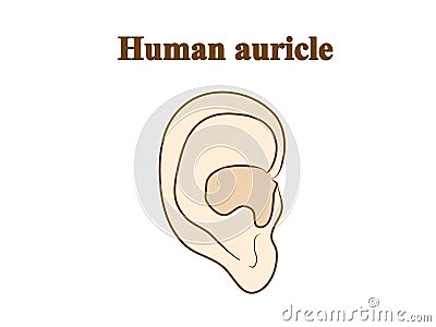 Human auricle. Graphic illustration. Hand drawing, contour of symbol. Medicine and science, human anatomy simple Vector Illustration