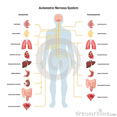 Human autonomic nervous system. Sympathetic and parasympathetic Vector Illustration