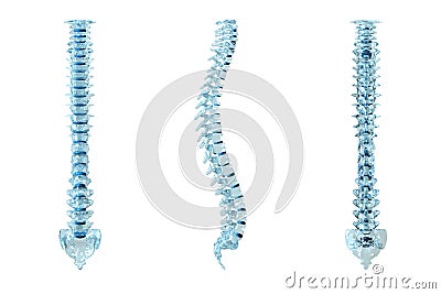 Human Backbone Royalty Free Stock Images - Image: 9809049