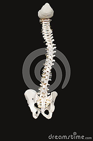 Human Backbone Stock Photo