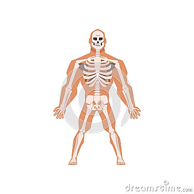 Human biological skeletal system, anatomy of human body vector Illustration on a white background Vector Illustration