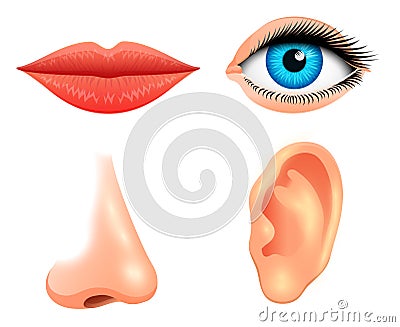 Human biology, sensory organs, anatomy illustration. face detailed kiss or lips, nose and ear, eye or view. set medical Vector Illustration