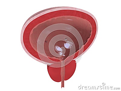 Human bladder Cartoon Illustration