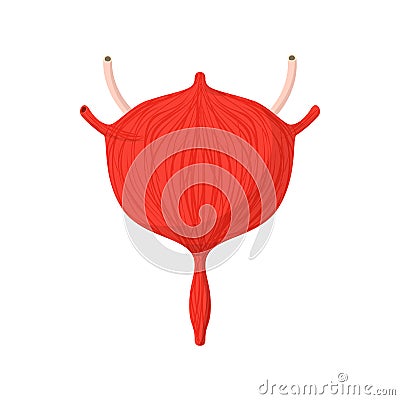 Human bladder cartoon icon Vector Illustration
