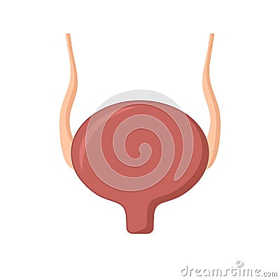 Human bladder icon isolated on white background Vector Illustration