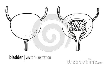 Human bladder illustration, cross section Vector Illustration