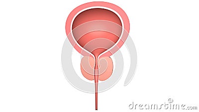 Human bladder with a prostate. Isolated on white. 3D-rendering. Stock Photo