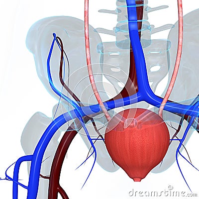 Human bladder Stock Photo