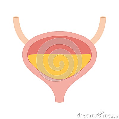 Human bladder with urine Vector Illustration