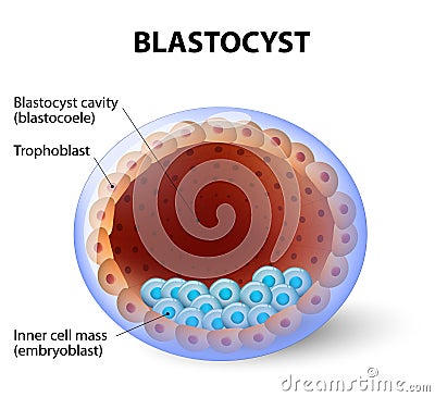 Human blastocyst, with inner cell mass Vector Illustration