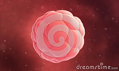 Human blastocyst Cartoon Illustration