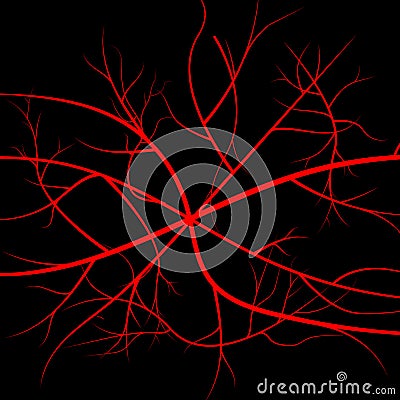 Human blood veins, red vessels Vector Illustration