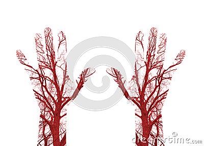 Human Blood Vessels Stock Photo