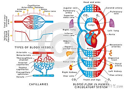 Human bloodstream Vector Illustration