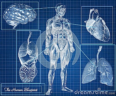 The Human Blueprint Concept Royalty Free Stock Images 