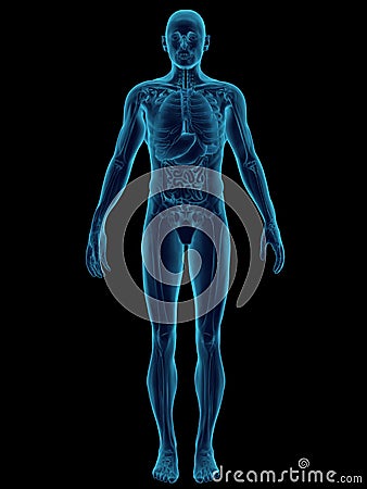 Human Body Stock Photo