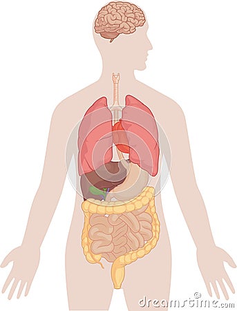 Human Body Anatomy - Brain, Lungs, Heart, Liver, Intestines Vector Illustration