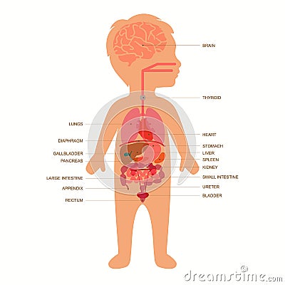 Human body anatomy, child Vector Illustration