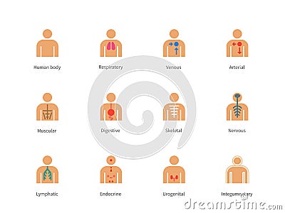 Human Body and Anatomy color icons on white Vector Illustration