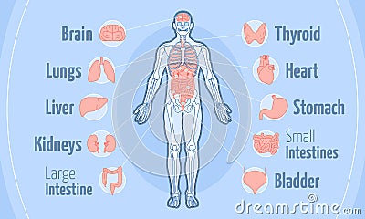 Human body anatomy flat vector illustration stomach bladder Vector Illustration