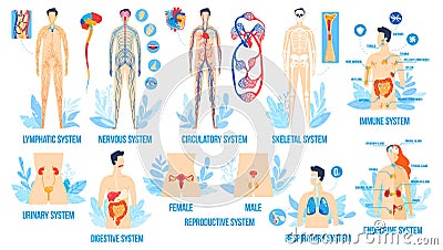 Human body anatomy, organ systems vector illustration set, cartoon flat internal respiratory reproductive lymphatic Vector Illustration