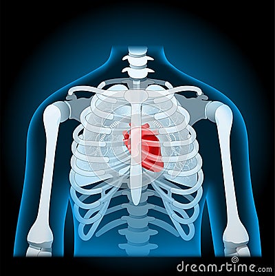Human body anatomy. rib cage, lungs and heart Vector Illustration