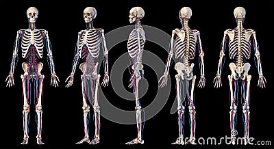 Human body anatomy. Skeleton with veins and arteries. Five angles views Cartoon Illustration