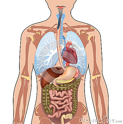 Human Body Anatomy. Vector Illustration