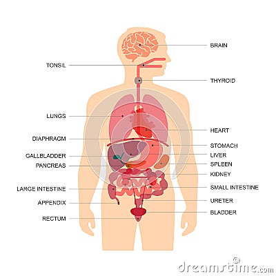 Human body anatomy Vector Illustration