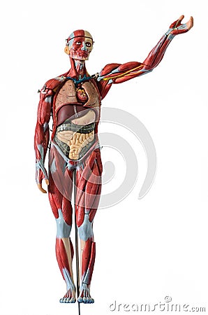 Human body anatomy on white background Stock Photo