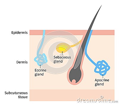 Diagram of sweat and sebaceous gland. Human skin layer illustration for medical and health care use Vector Illustration