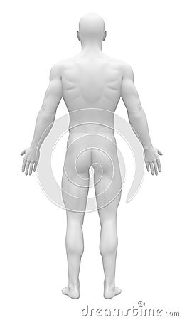 Blank Anatomy Figure - Back view Stock Photo