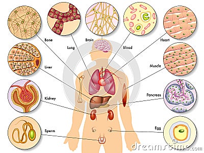 Human body cells Vector Illustration